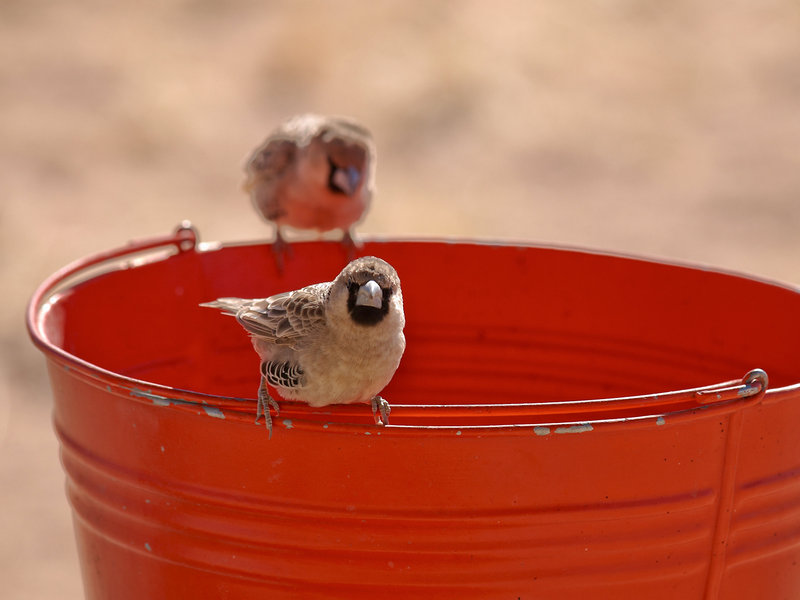 Weaver bird, Desert Camp